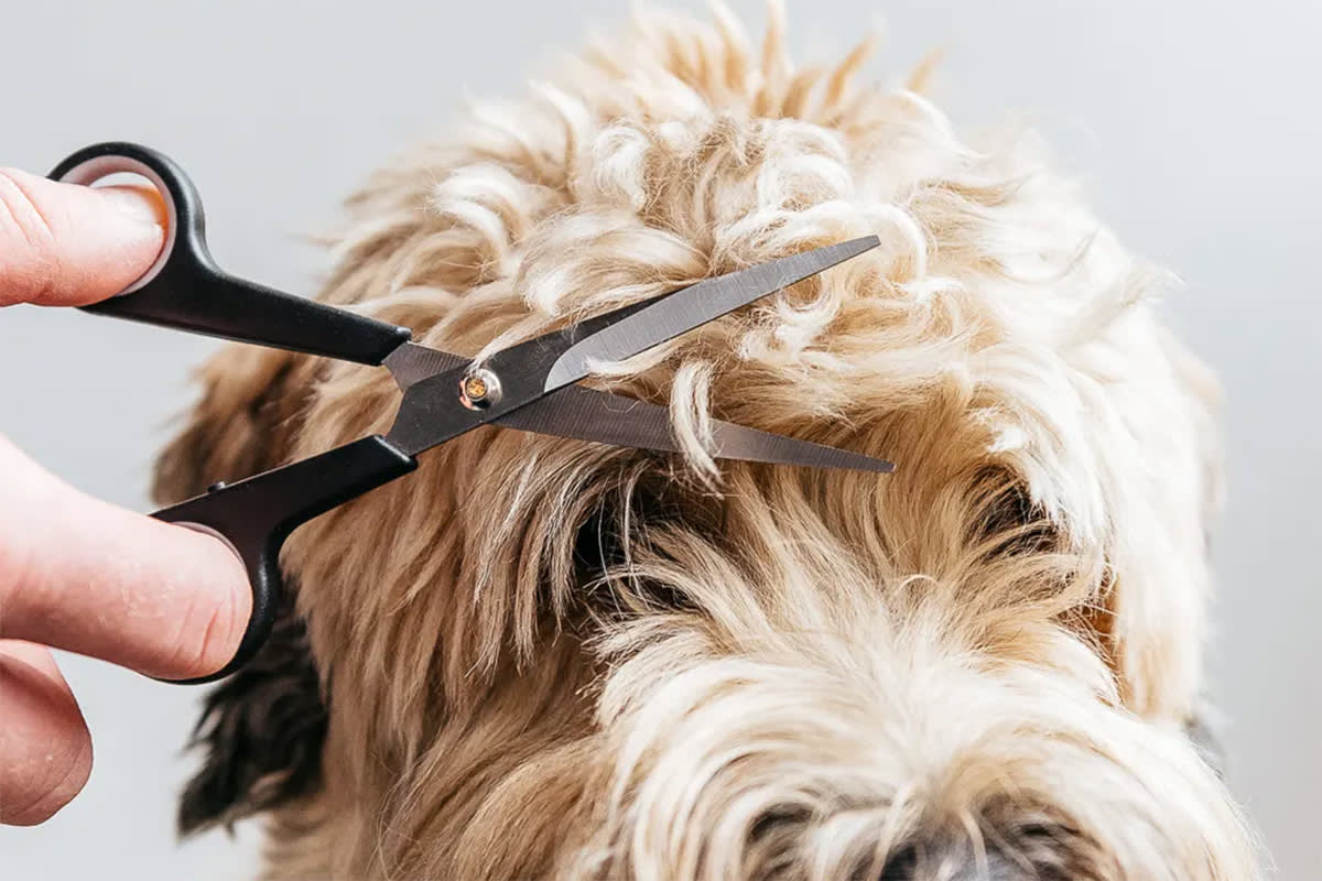 scissors being used to cut a shaggy dog’s fur