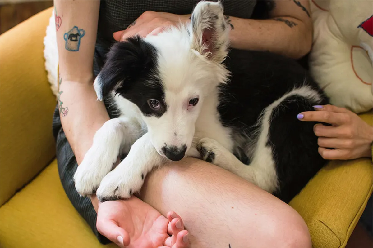 black-and-white dog cuddles pet parents