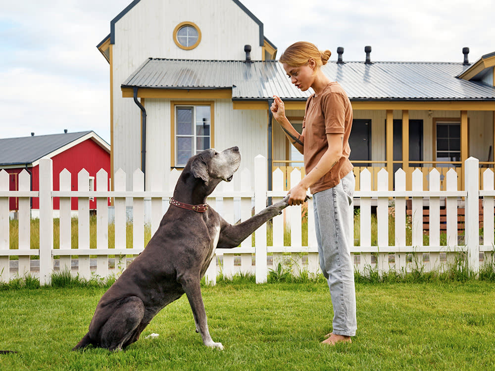 Woman training her Great Dane dog outside.