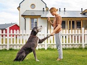 Woman training her Great Dane dog outside.