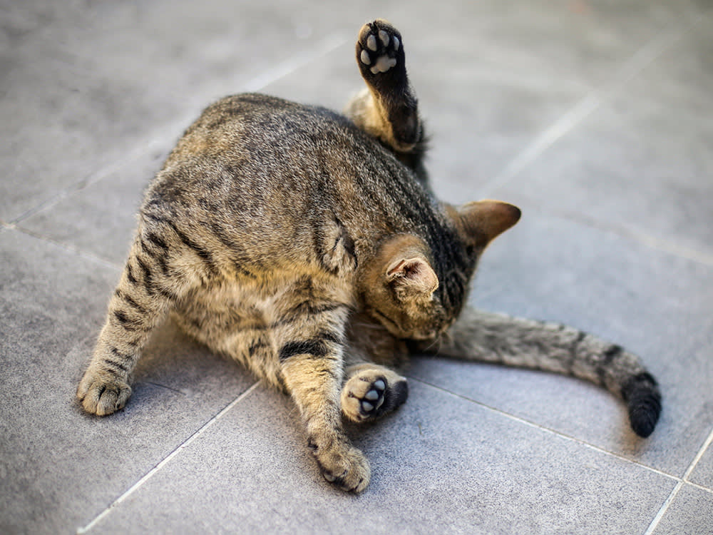 Cat looks at their butt