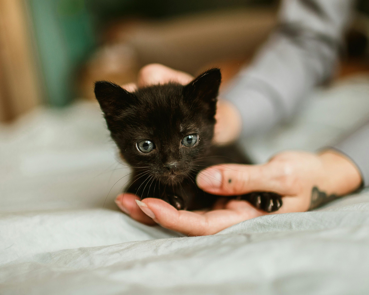 Black kitten being held