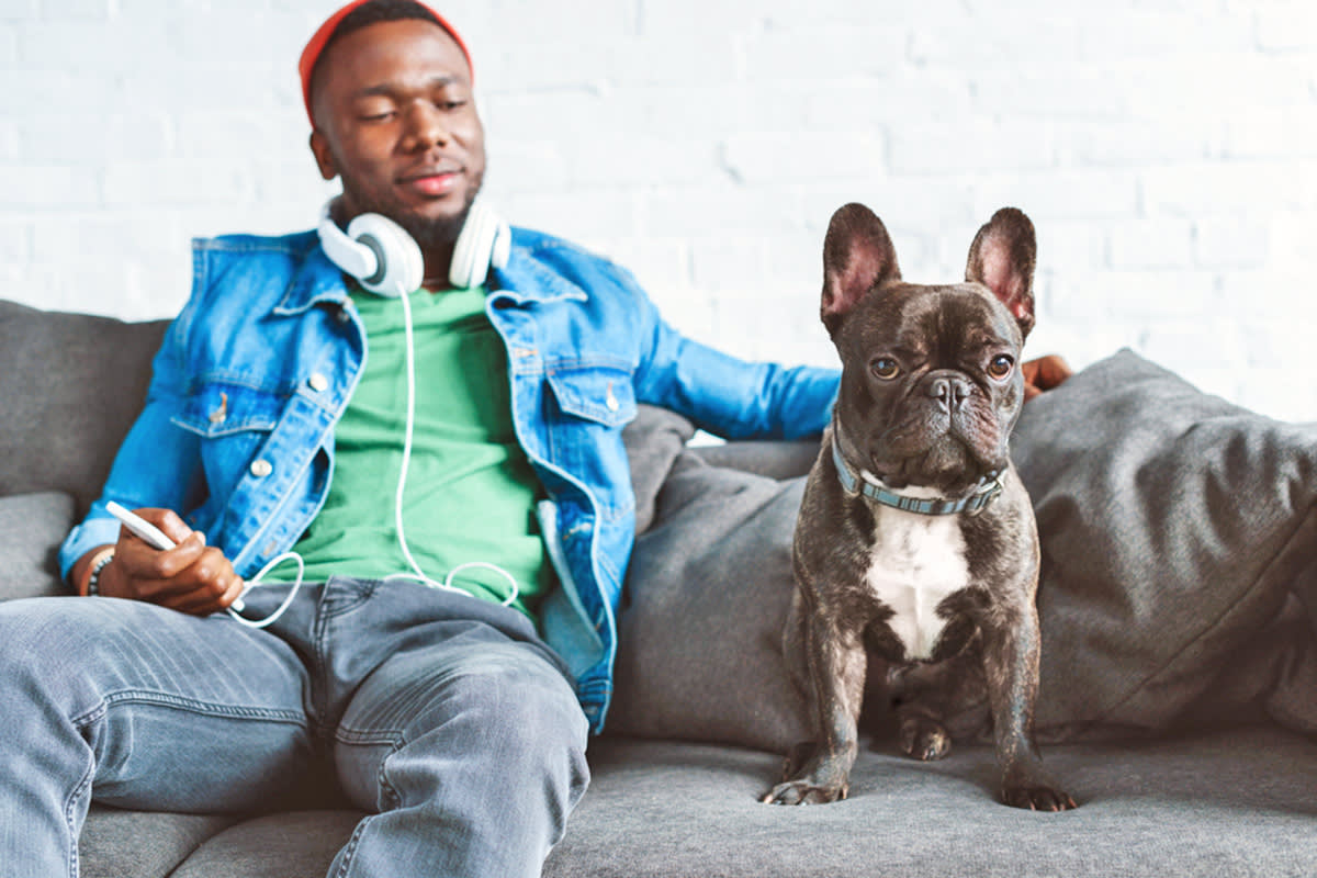 Flat-faced dog with a person on a couch