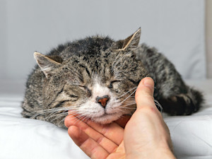 Someone petting their senior cat at home.