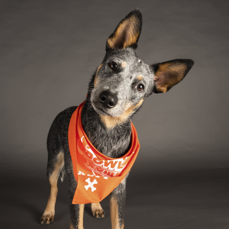 Ocean puppy bowl