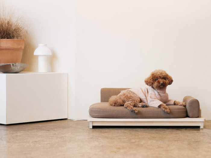 mini poodle on a beige dog bed