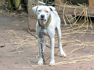 9-foot alligator, suspected dog-fighting ring found during drug bust in Northwest Jacksonville.