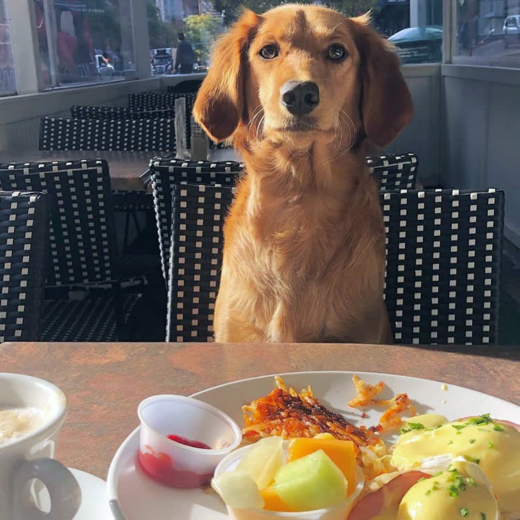 a dog with food at the barking dog