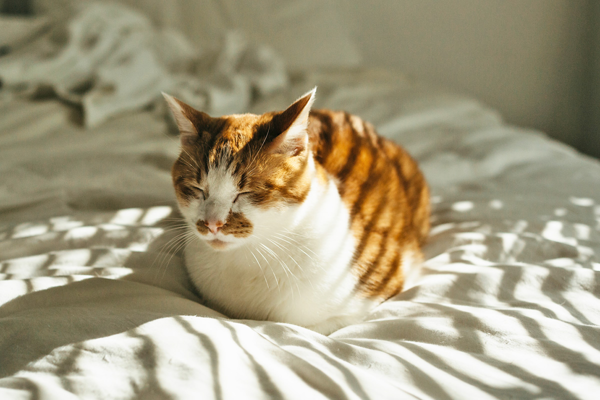 Orange and white cat making a loaf