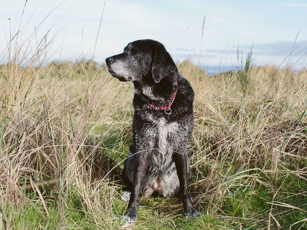 Portrait Of Large, Senior, Mixed Breed Dog On Beach