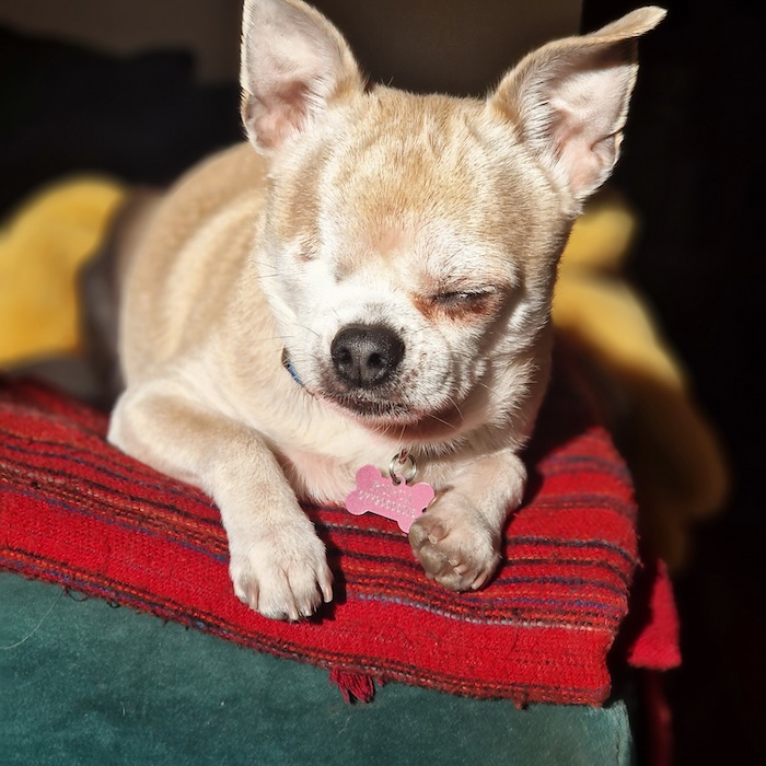 picture of a one eyed chihuahua