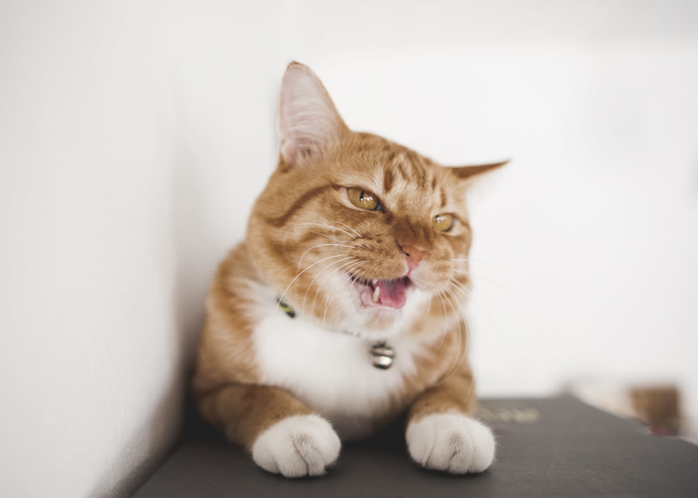 a cat making a strange face with its mouth open. 