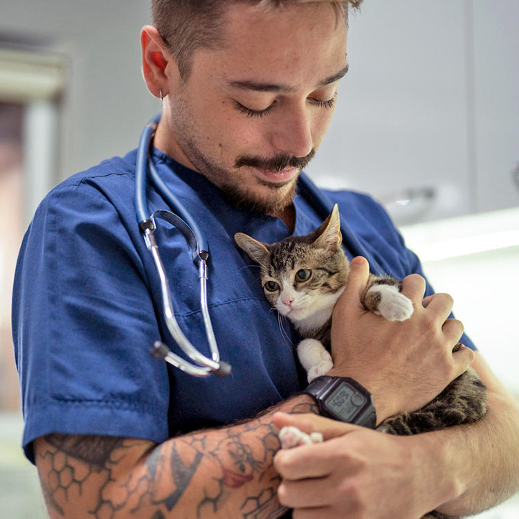 When Can a Kitten Be Spayed? Ideal Timeline for the Surgery · Kinship