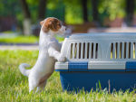 puppy jumping up on crate