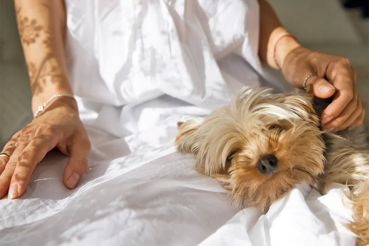 Stressed dog on a person's lap