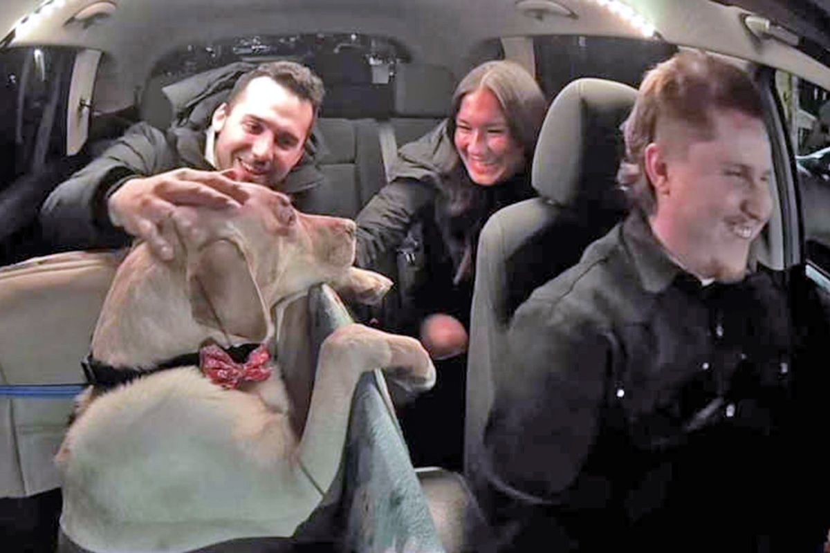 Passengers petting Bowie the Uber Dog