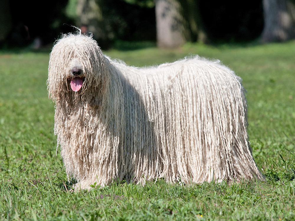 A white-furred dog with their tongue sticking out stands on the grass.