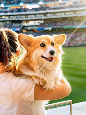 Woman holding her Corgi dog at a sports game outside.