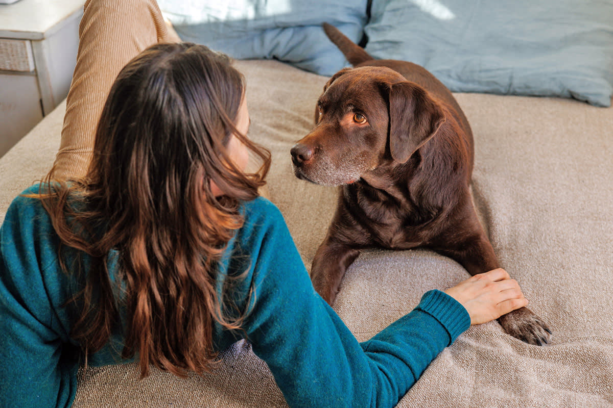 Dog looking at a person