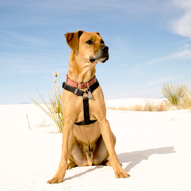 Dog in sand dunes outside.