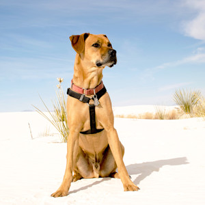 Dog in sand dunes outside.
