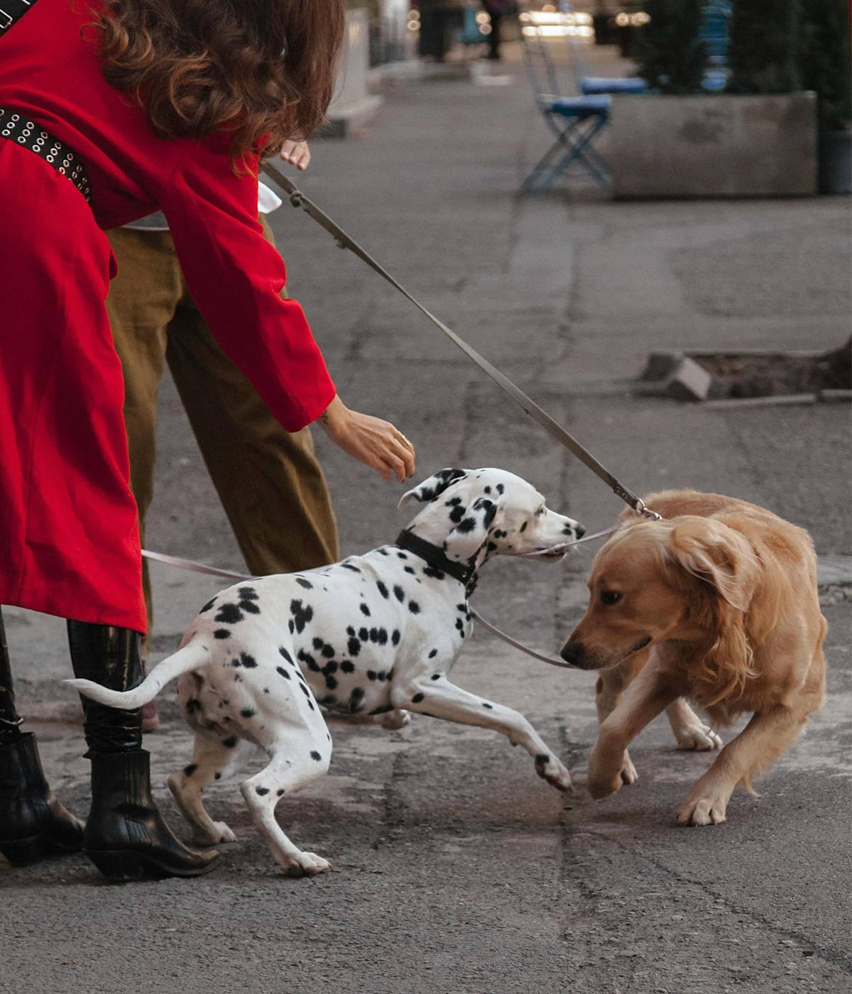 Two Dogs Interacting on Urban Street