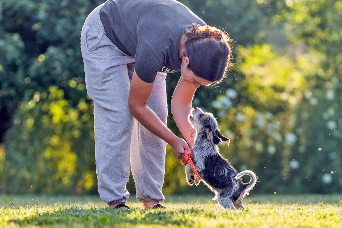 person greeting a dog
