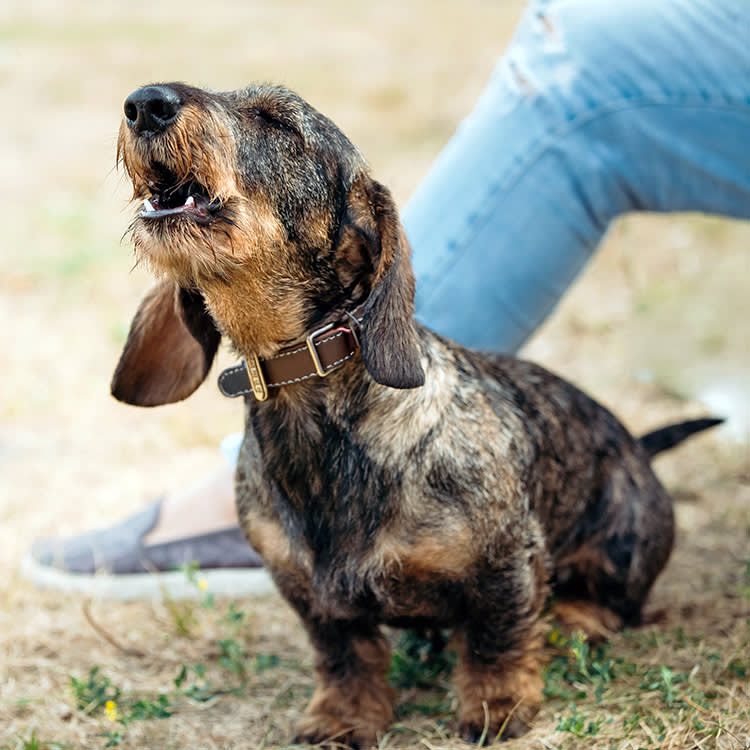 Cute down howling outside.