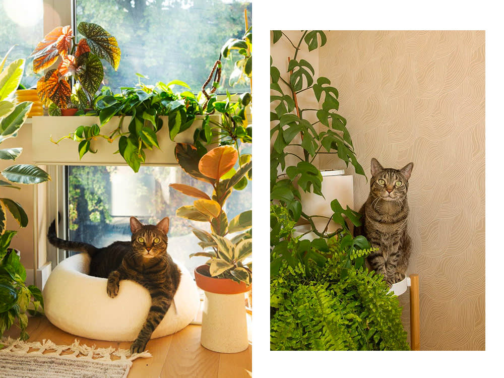 Phoebe Cheong's cat, Pixel, surrounded by plants