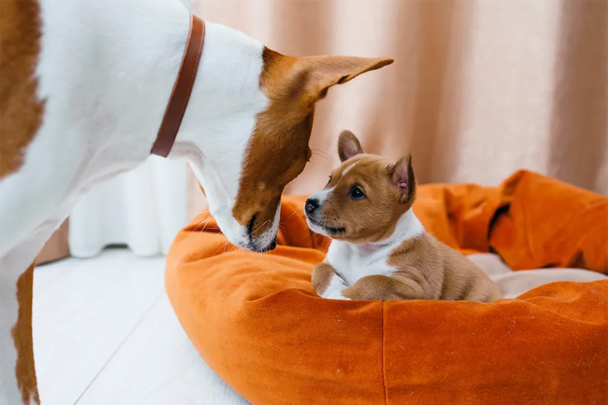 Two dogs looking at each other