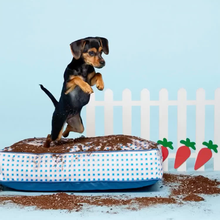 A dog jumps on a blue-and-white patterned bed, surrounded by dirt. An illustrated white fence and carrots are in the background.