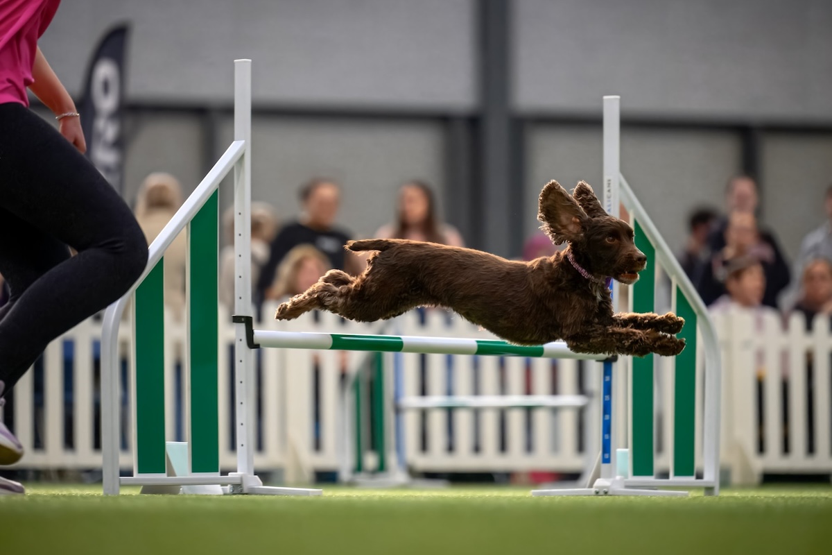 dog jumping over a jump