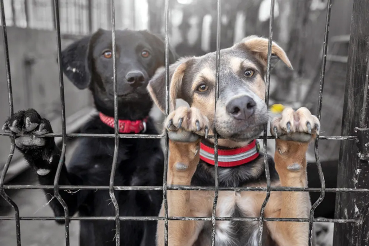 dogs in cages looking out 
