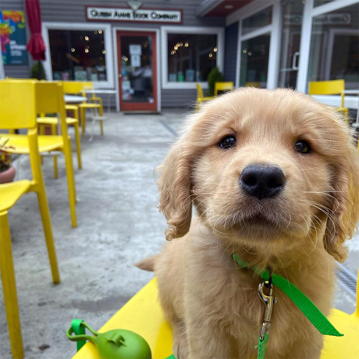 a dog outside Queen Anne Book Company