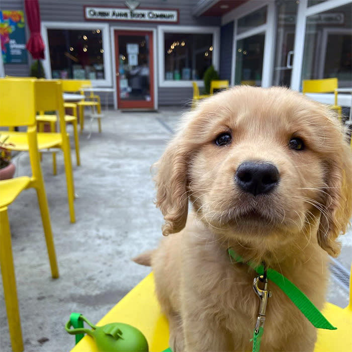 a dog outside Queen Anne Book Company