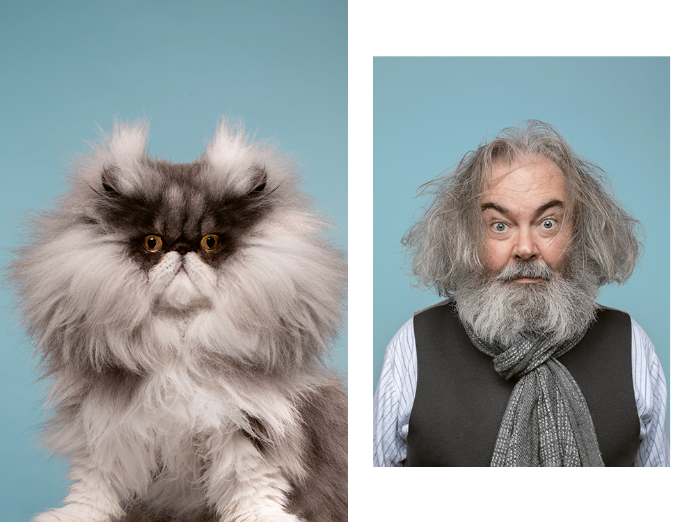 exotic longhair carlotta and henry