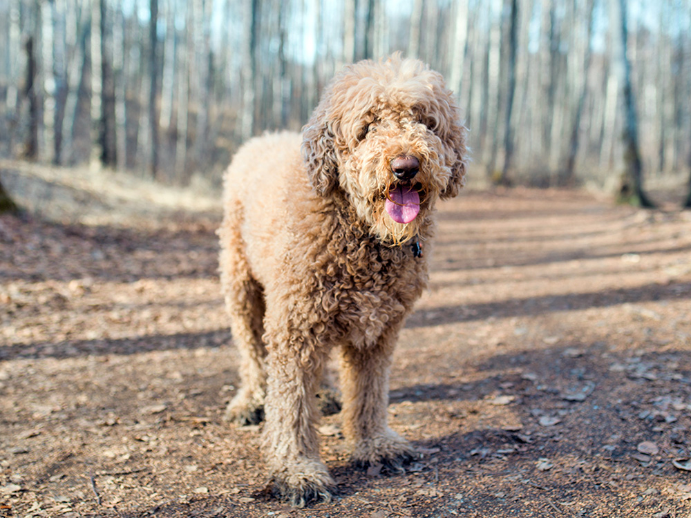 Labradoodle