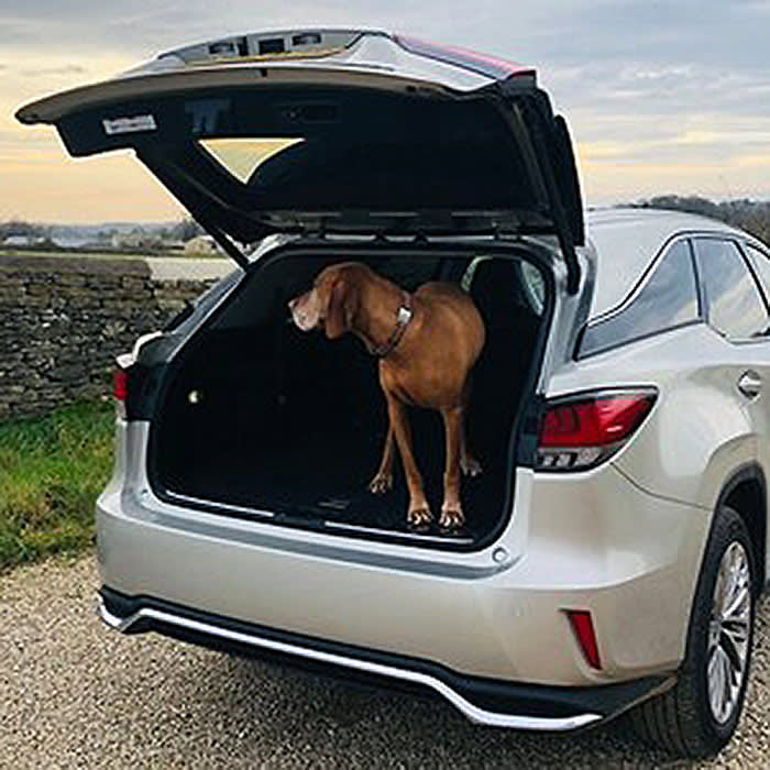 a dog in the back of a Lexus