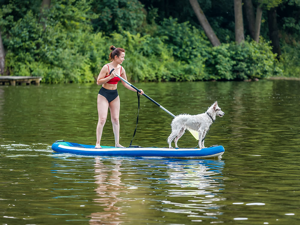 Woman in a two pice swimsuit standup paddleboarding (SUP) with her white dog on the paddle-board at the lake with her