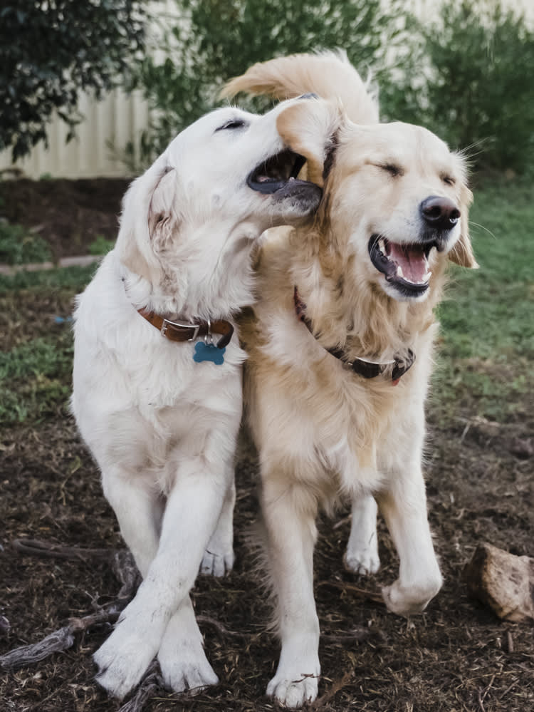 Two golden retriever dogs being playful outside. 