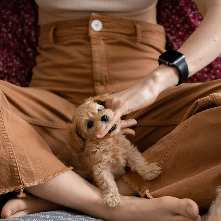 pet lover concept with mini dog on woman leg. sitting in room at home