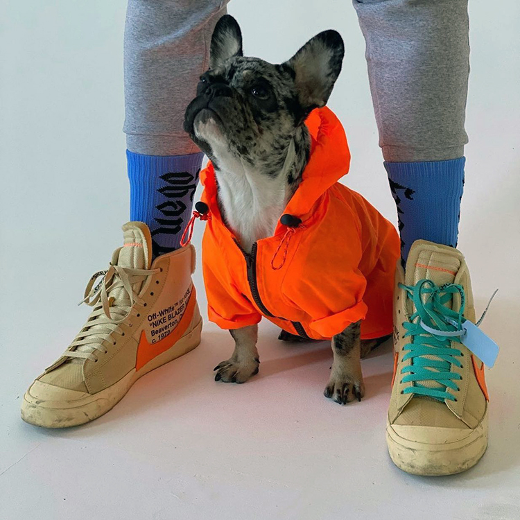 dog in wagwear gear 