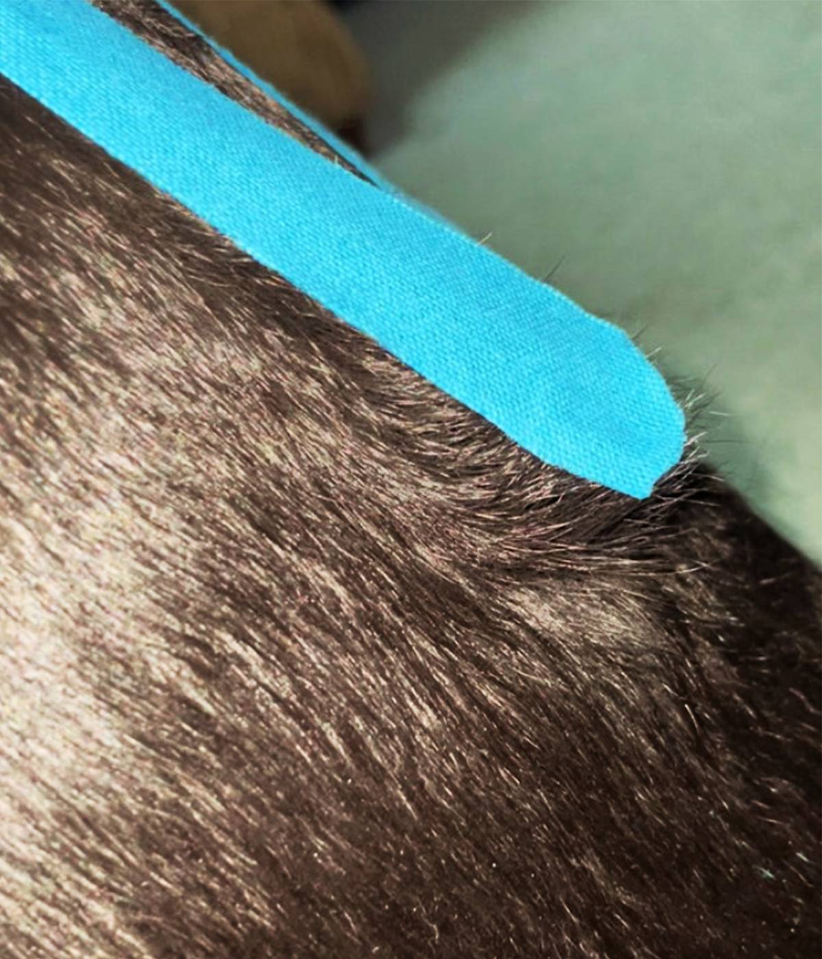 K tape on a dog's back showing the fur lifting