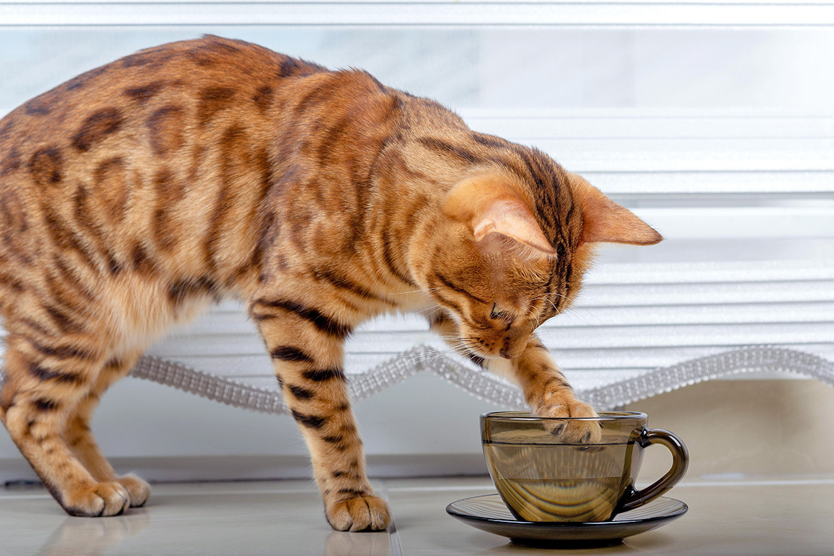 Cat with paw in glass