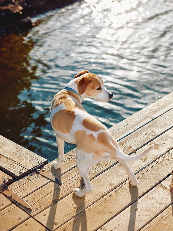 a dog stand nervously by the water on a dock