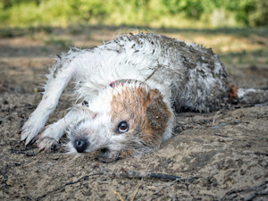 Cute dog rolling outside in the mud.