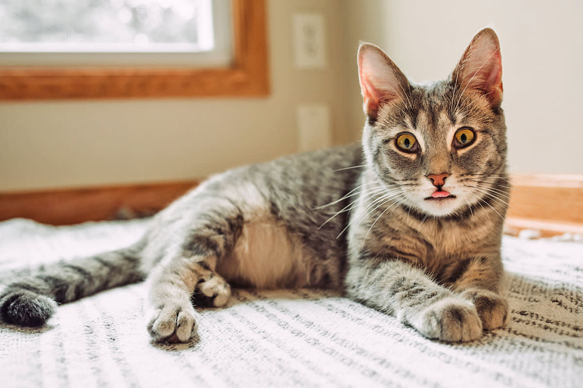 cat sticking their tongue out