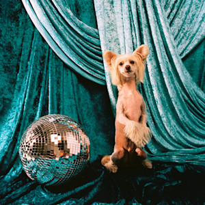 a dog by a disco ball