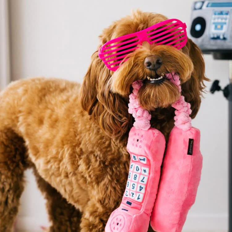 A dog wearing bright pink sunglasses while holding a pink plush telephone toy in its mouth. 