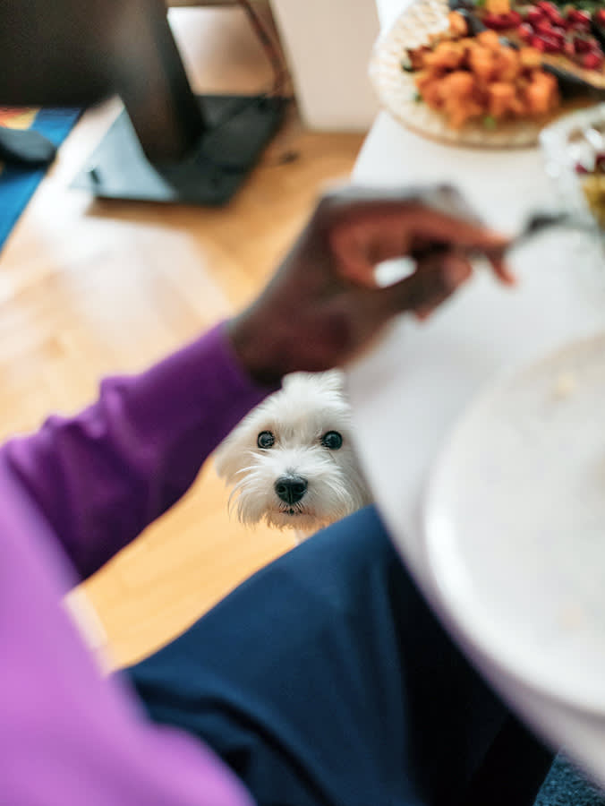 Cute white dog looking up at someone eating dinner.